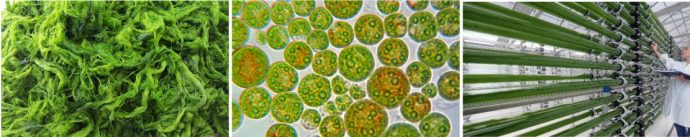 algae pictures